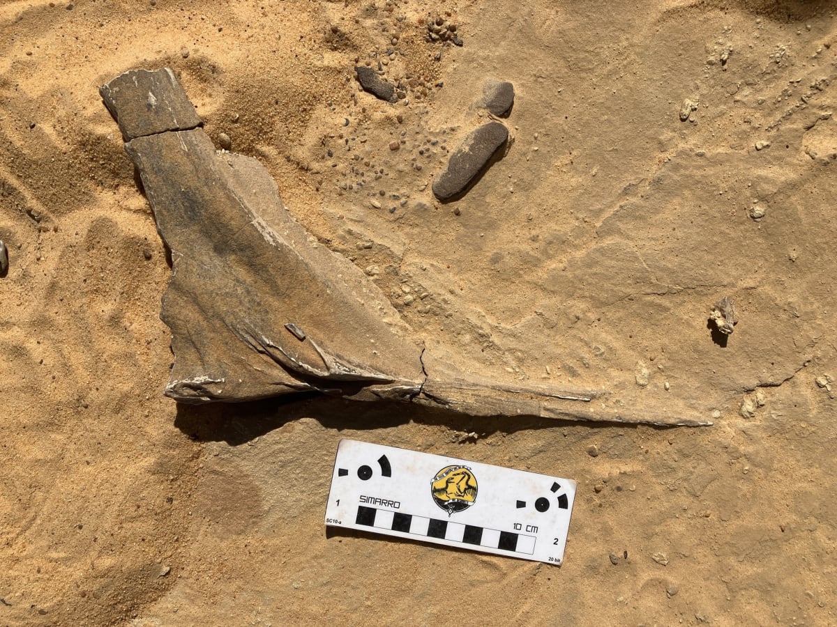 New 'Hell Heron' Dinosaur Found After 70-Year Sahara Quest - Image 3