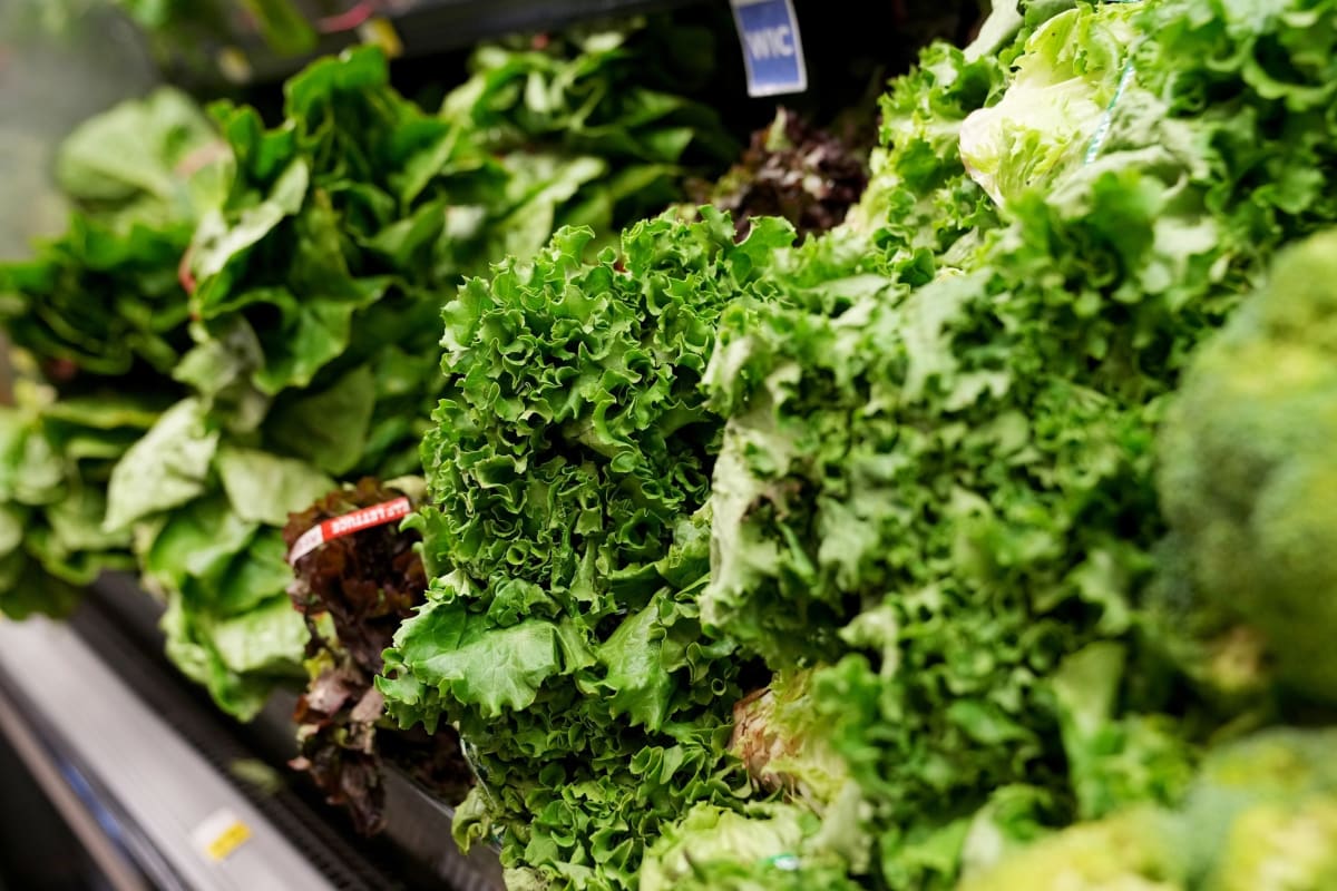 Michigan Lifts Lettuce Warning as Outbreak Slows - Image 2