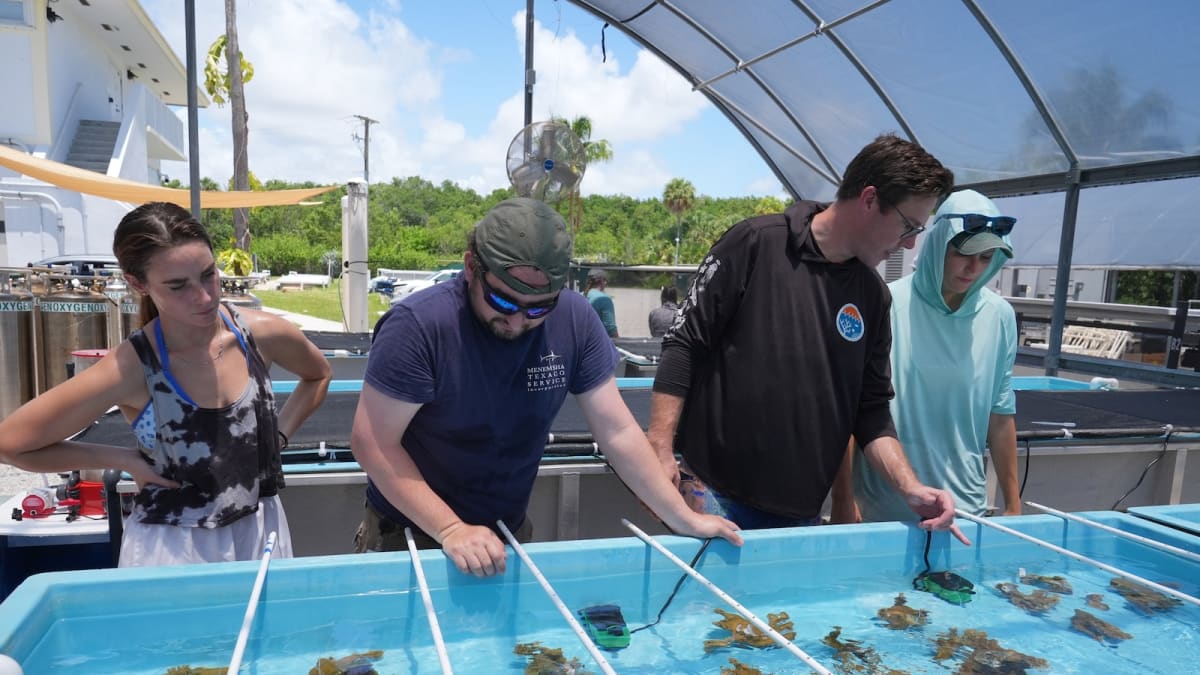 Scientists Race to Save Florida's Elkhorn Coral From Extinction