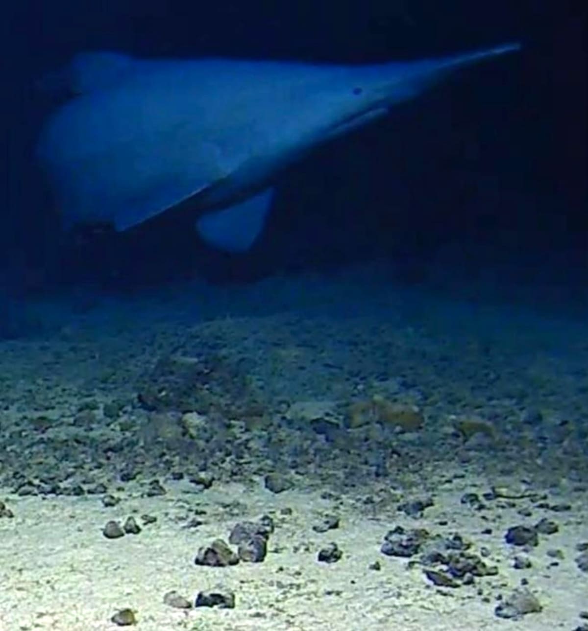 Goblin Shark Filmed in Wild for First Time in History - Image 2