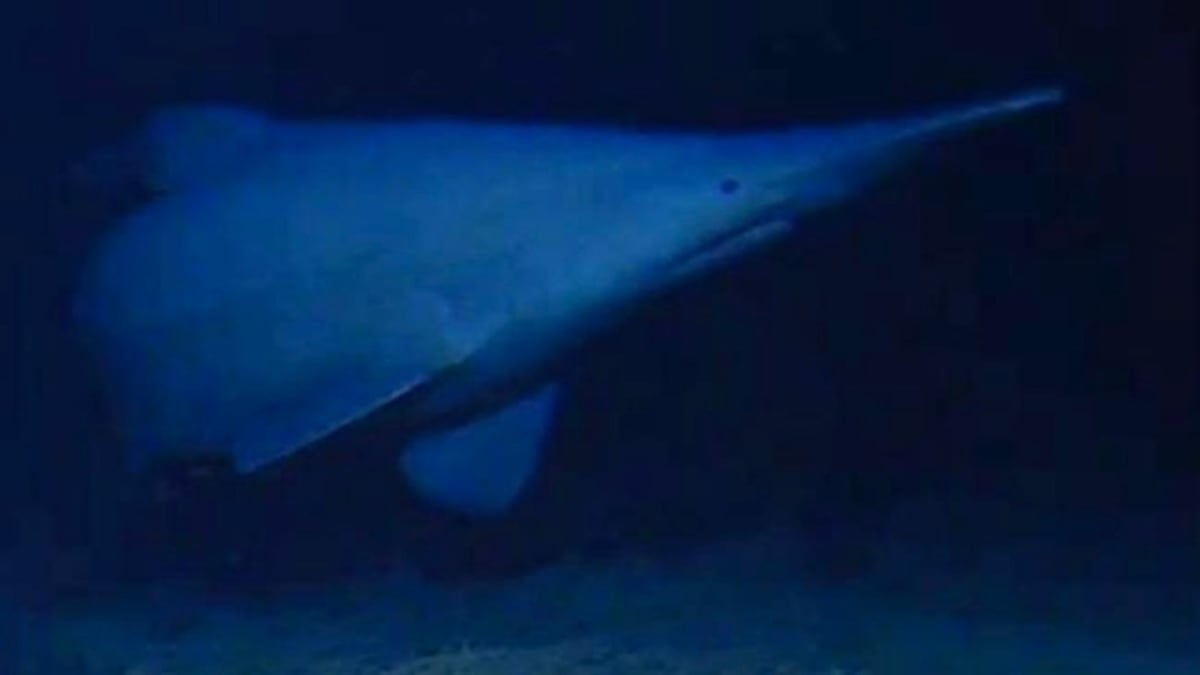 Ghostly white goblin shark with protruding horn-like nose swimming in deep ocean darkness
