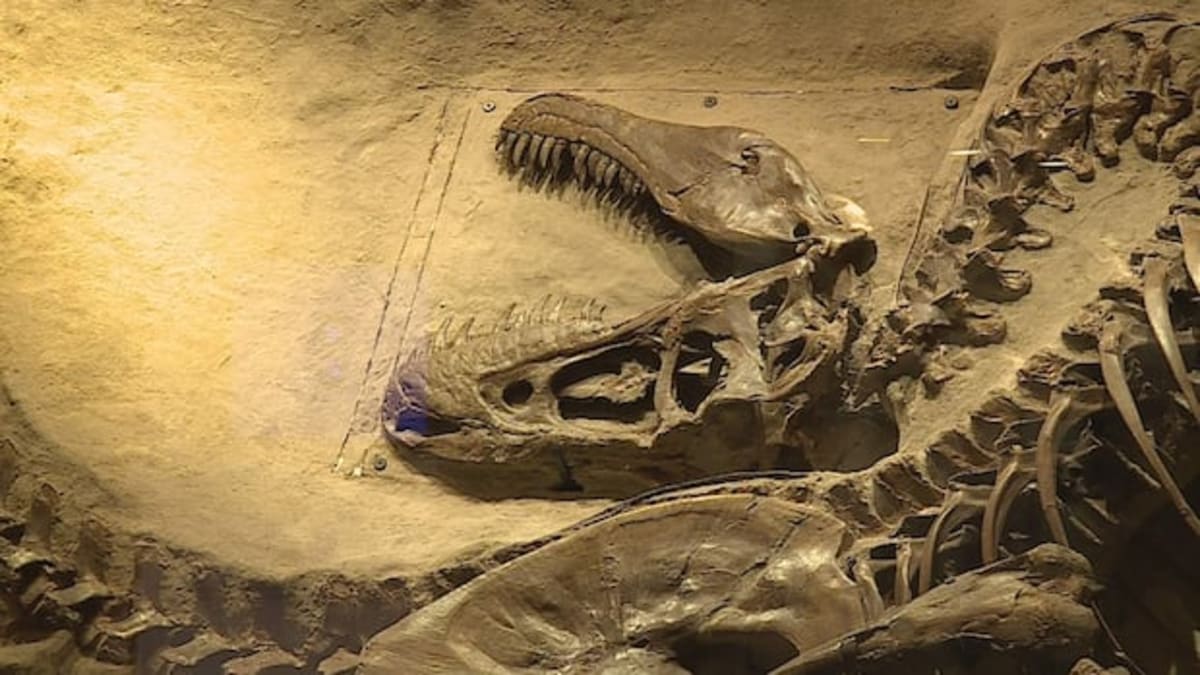 682 Dinosaurs Set World Record at University of Calgary - Image 5