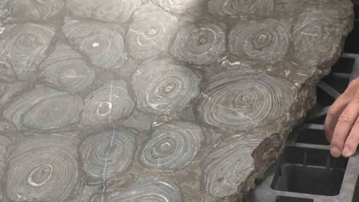 Man Finds Atlantic Canada's Oldest Fossils in His Backyard - Image 4