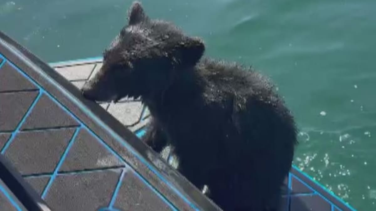Family Saves Drowning Bear Cub from B.C. Lake - Image 3