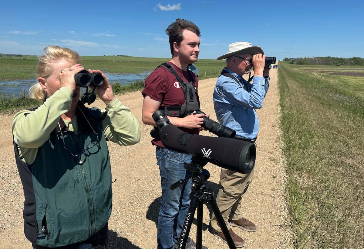 Endangered Whooping Crane Spotted in Central Alberta - Image 5