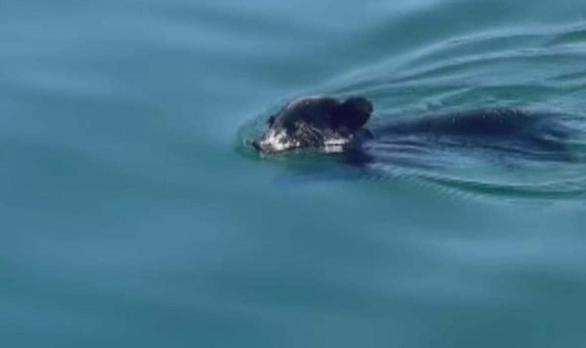 Family Saves Drowning Bear Cub from B.C. Lake - Image 4