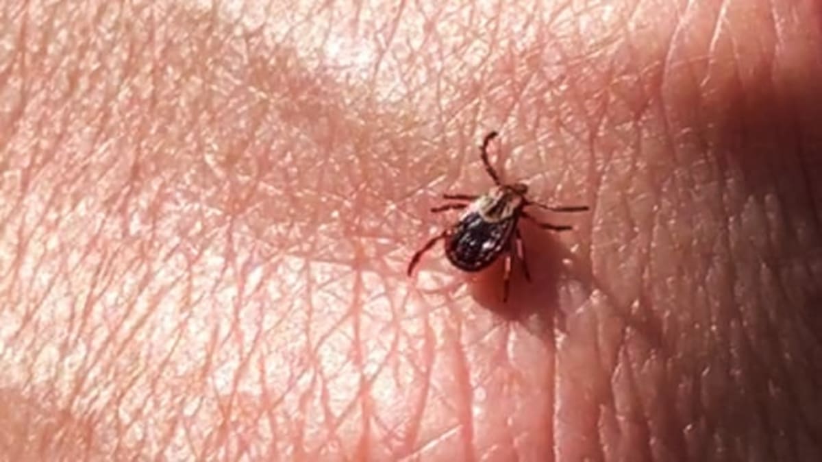 Forest trail covered with fresh woodchips in Ottawa's Greenbelt to prevent tick populations