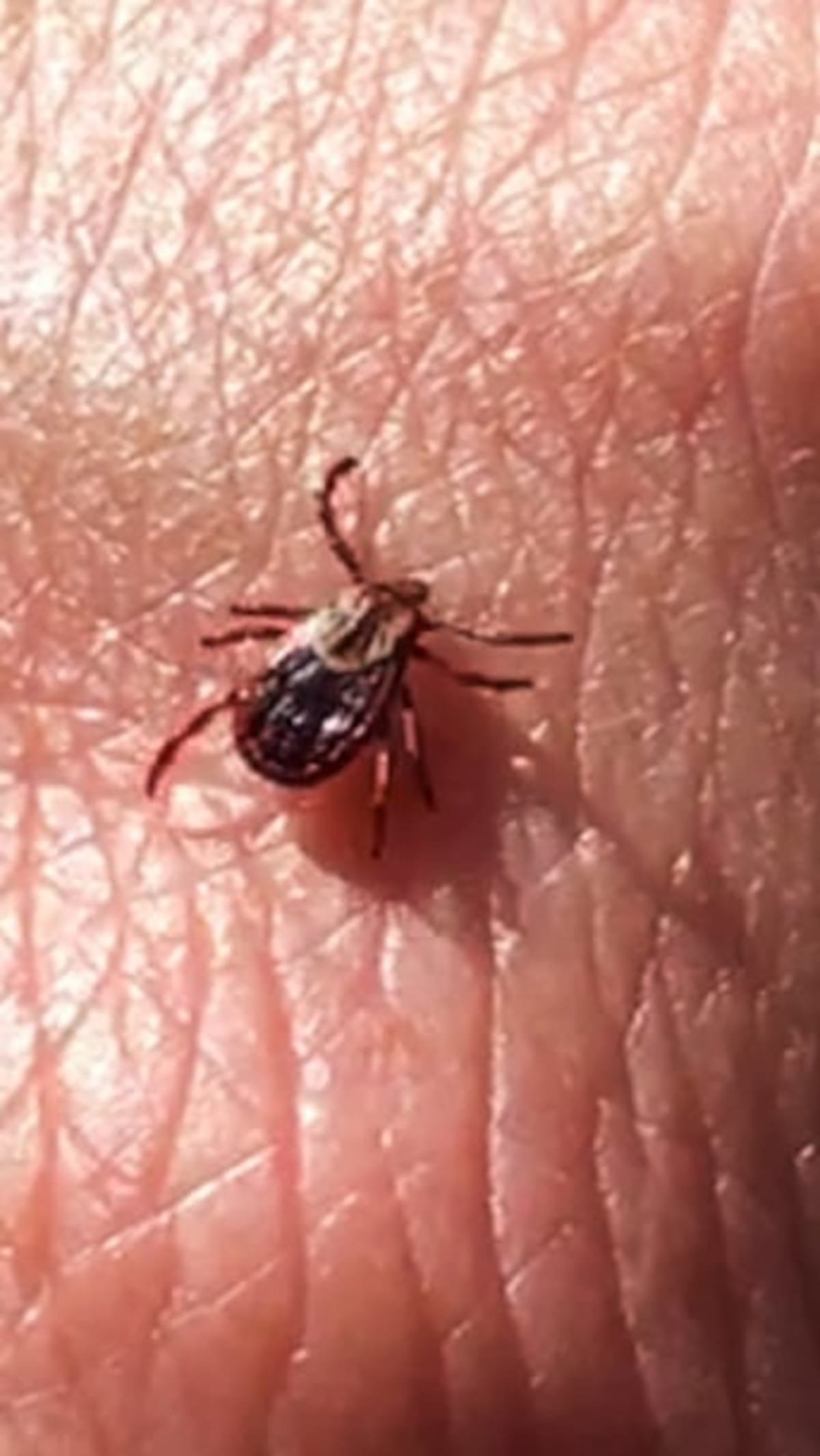 Ottawa Researchers Cut Tick Numbers by Half With Woodchips - Image 3