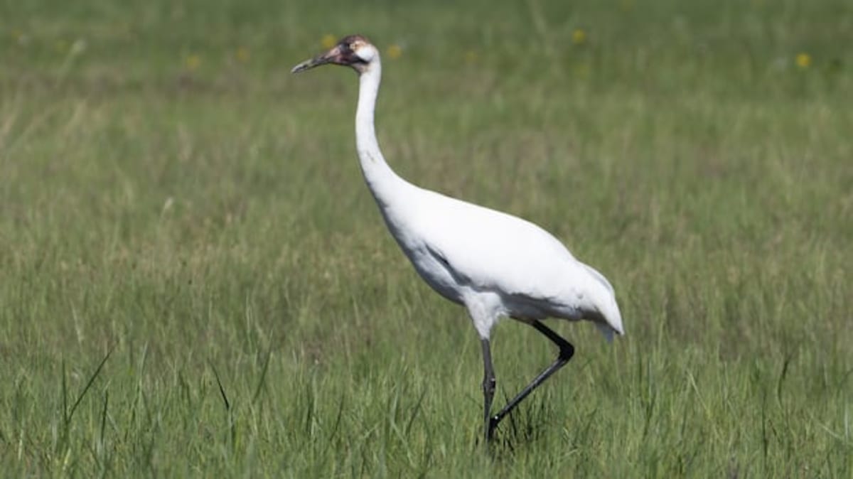 Five-foot-tall whooping crane with white plumage standing in Alberta wetland grass