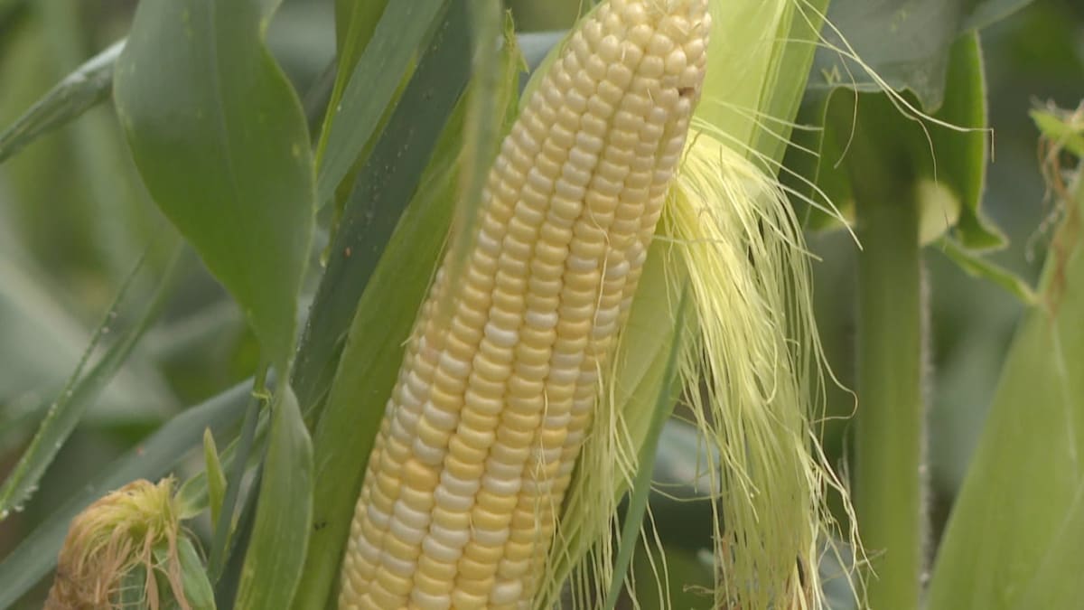Canadian Farmers Unite on P.E.I. for Tech-Forward Future - Image 4