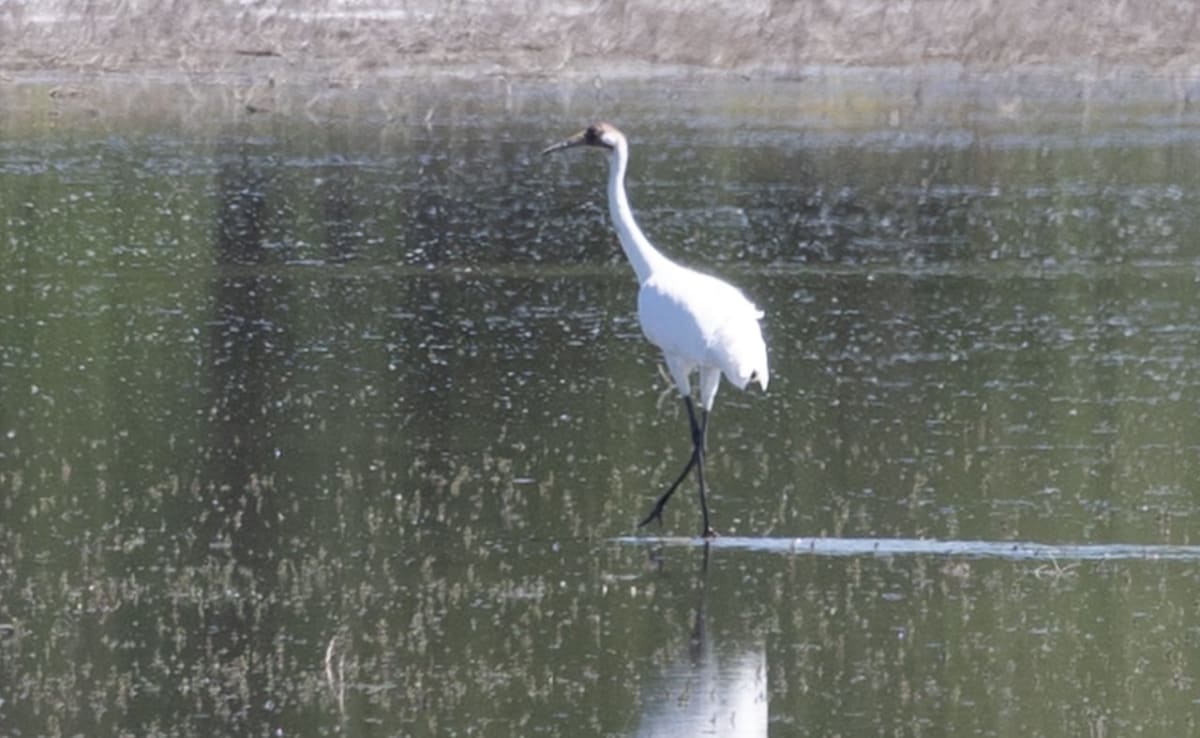 Endangered Whooping Crane Spotted in Central Alberta - Image 4
