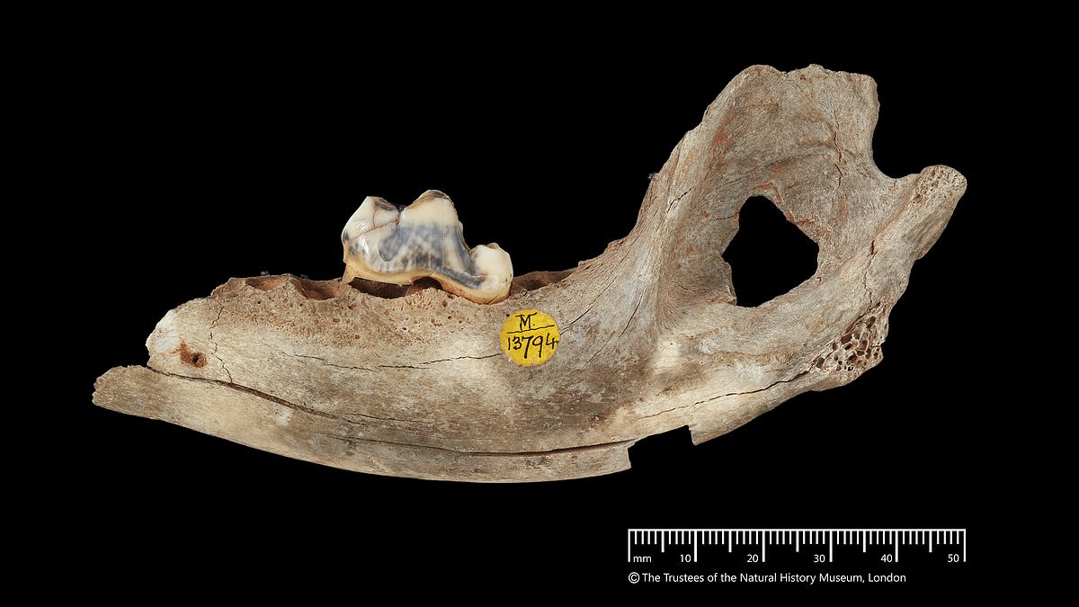 Ancient jaw bone fragment from 14,300-year-old domesticated dog found in Somerset cave