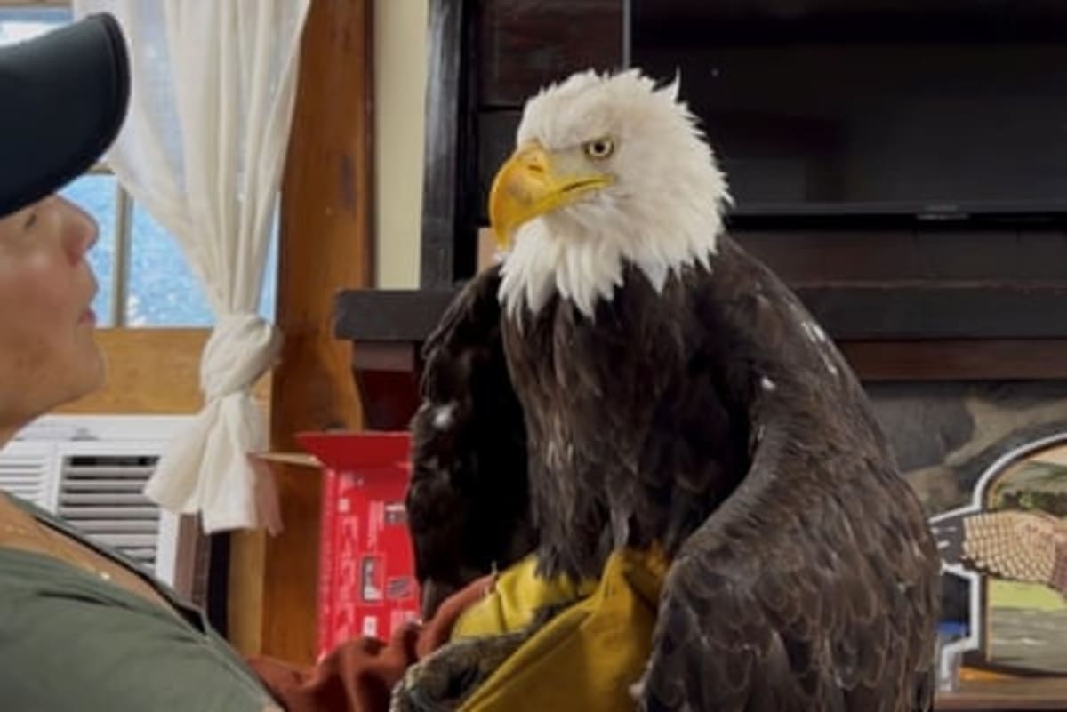 Jackie the Eagle's Fans Raised $10M to Save Her Lake - Image 4