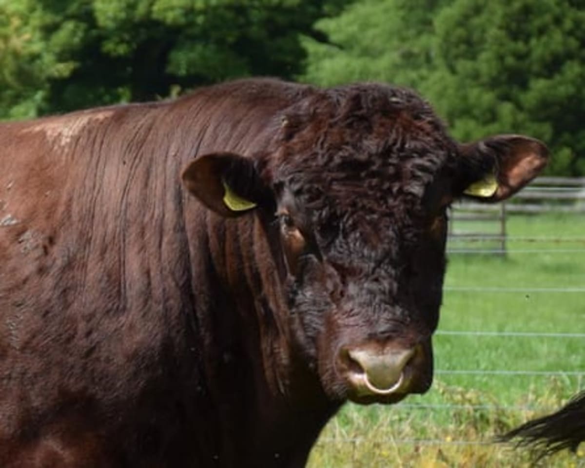 Ancient Celtic Cattle Breed Gets New Protection in UK - Image 5
