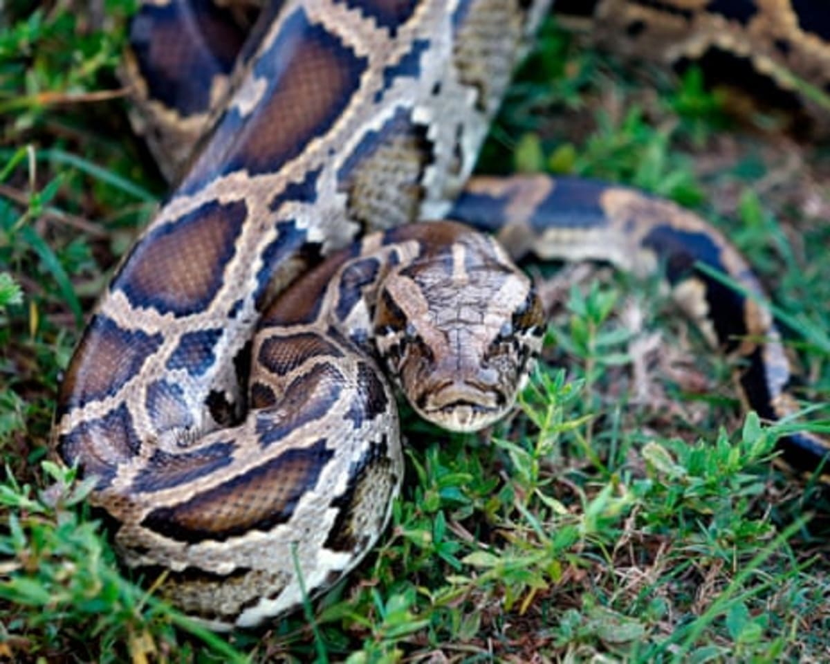 Python Molecule Helps Obese Mice Lose Weight Without Nausea - Image 3