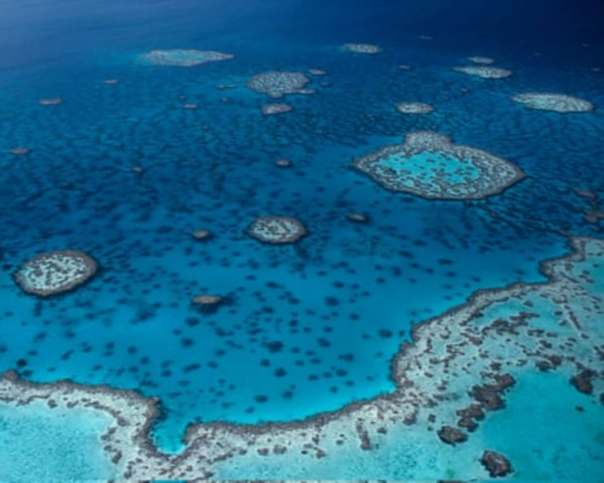 Scientists Map Great Barrier Reef, Find 500 New Species - Image 3