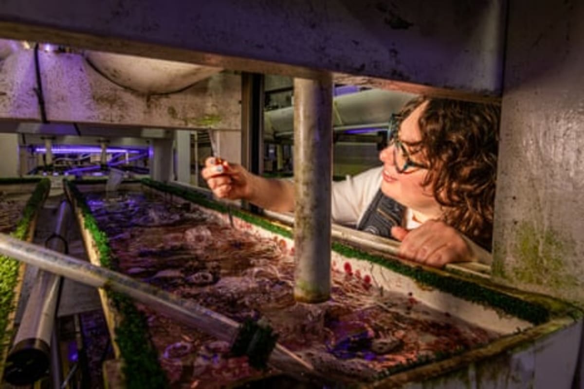 California Lab Releases 20,000 Endangered Sea Snails - Image 4