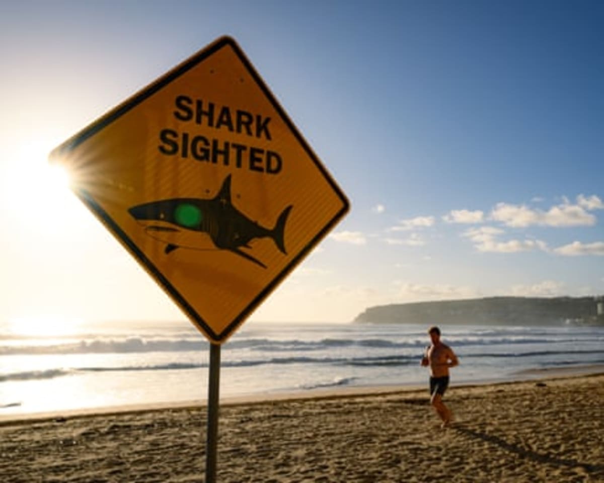 Shark Detection Tech Reveals Lower Bite Risk Than Ever - Image 4