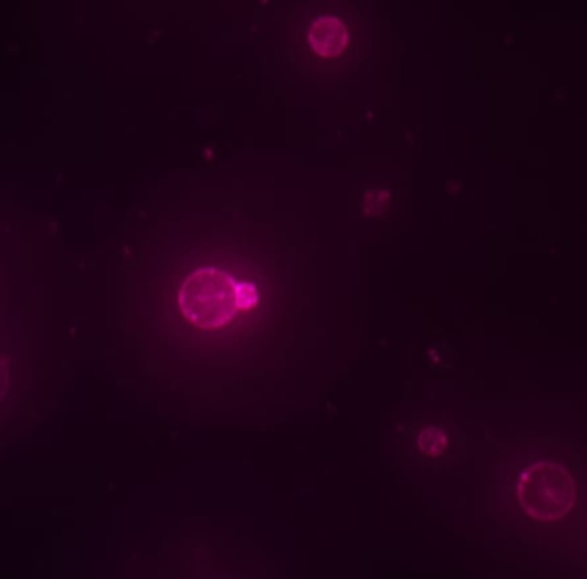 Scientists Build Synthetic Cells That Grow and Divide - Image 5