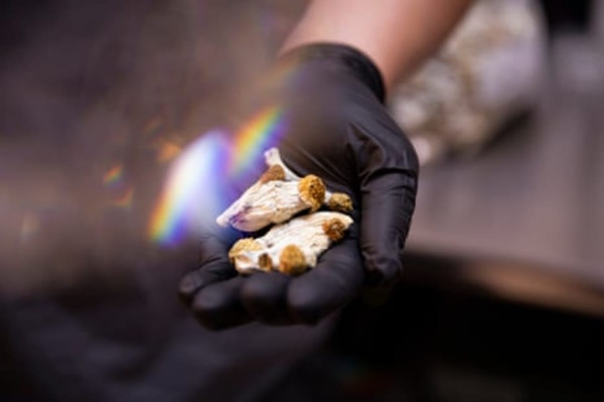 Magic Mushrooms Show Promise for Cocaine Addiction - Image 3