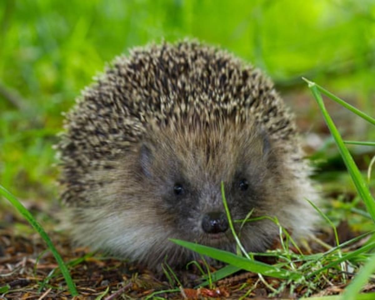Hedgehogs Hear Ultrasound, Could Save Them From Traffic - Image 3