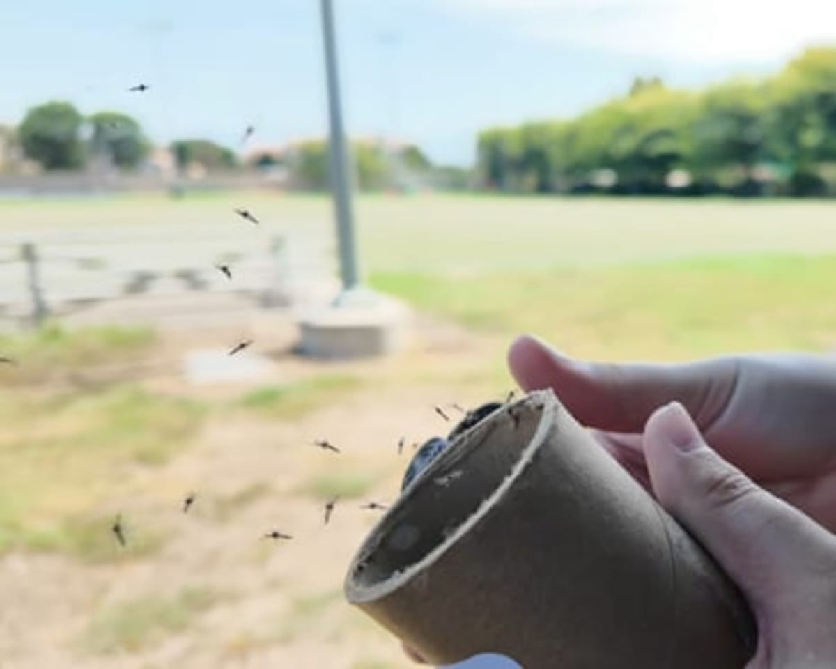 California Releases 500K Bacteria-Carrying Mosquitoes to Win - Image 3