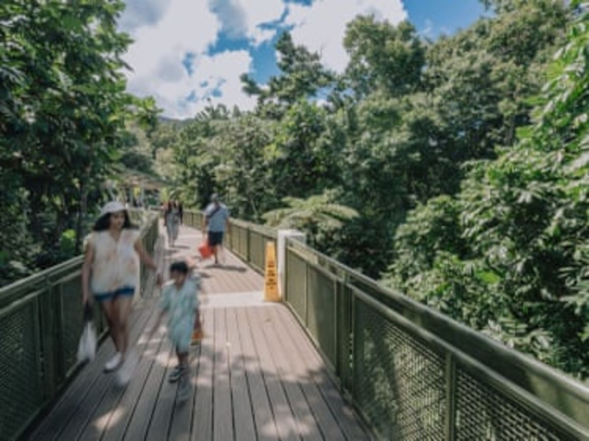 Puerto Rico Rainforest Center Rebuilt for Future Disasters - Image 3
