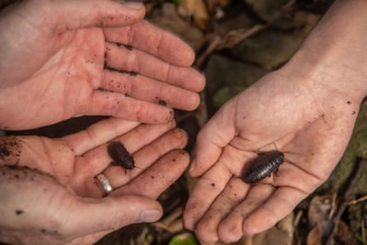 Island Removes Rats, 60% More Insects Return in 5 Years - Image 5