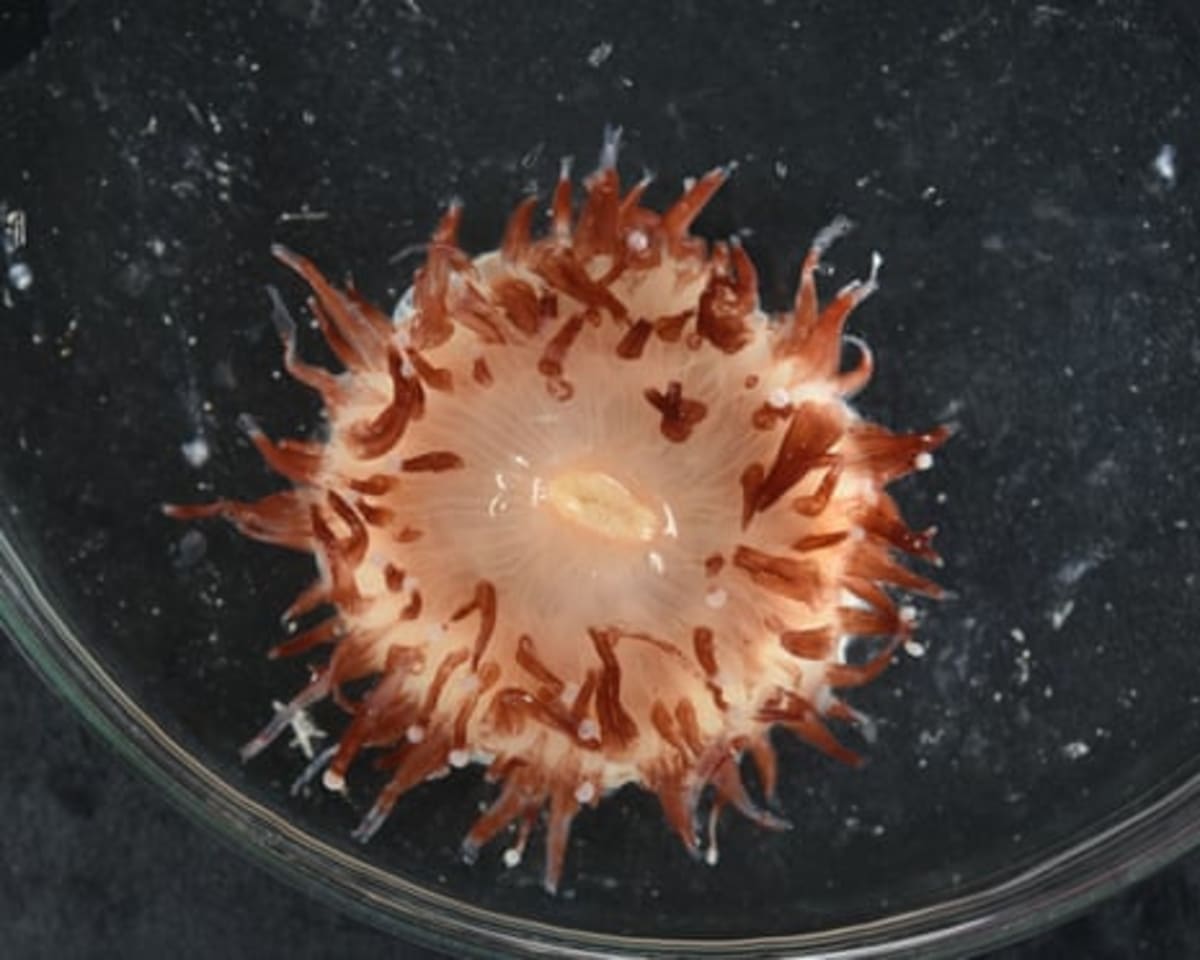 Scientists Discover 110+ New Species in Coral Sea - Image 3