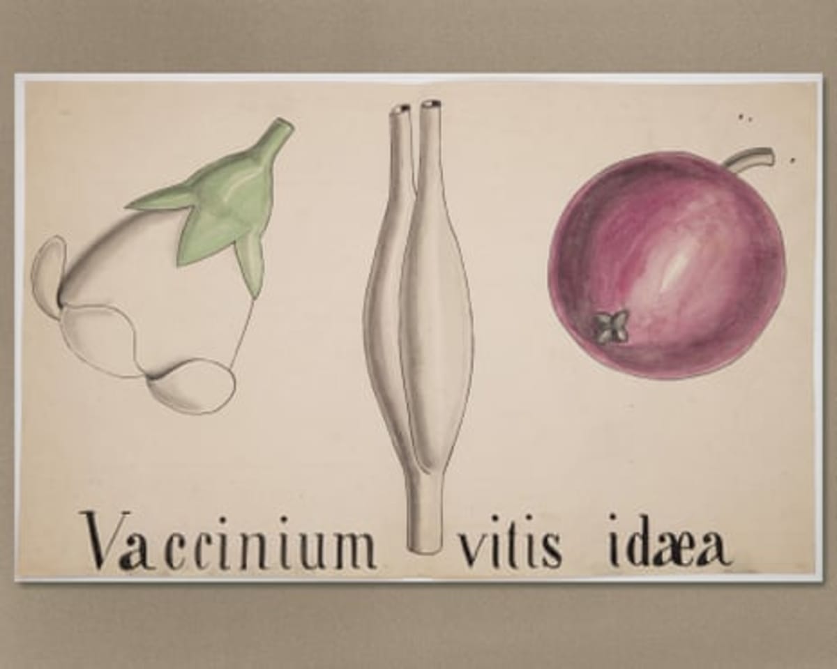 Cambridge Revives Darwin's 200-Year-Old Botany Course - Image 3