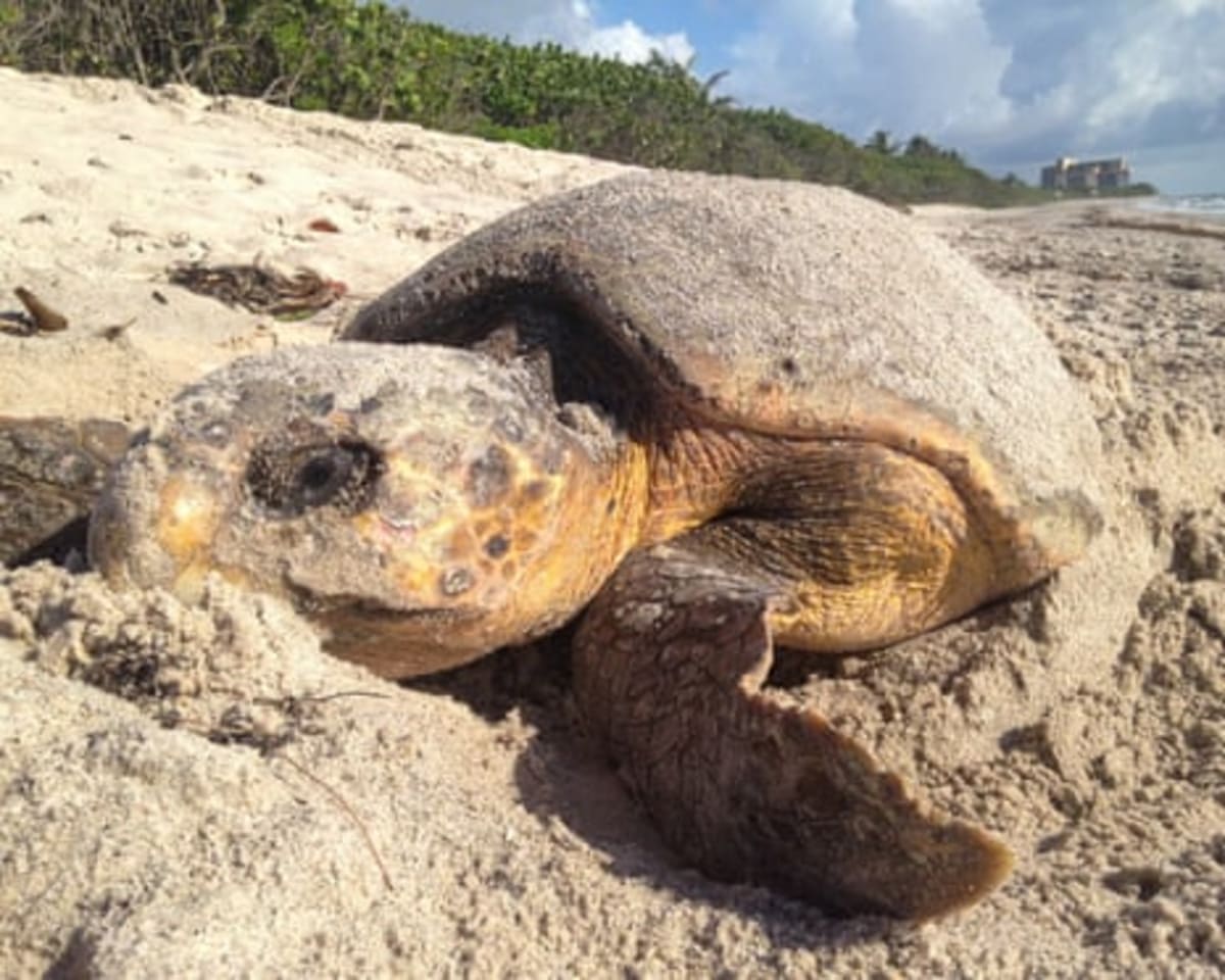Florida Sea Turtle Nests Shatter Records This Summer - Image 3