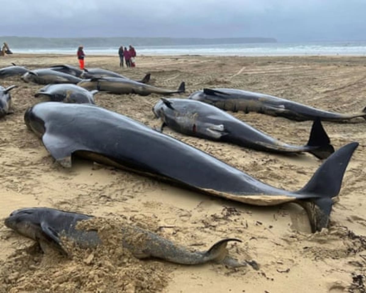 Scientists Solve Mystery Behind Whale Stranding in Scotland - Image 3