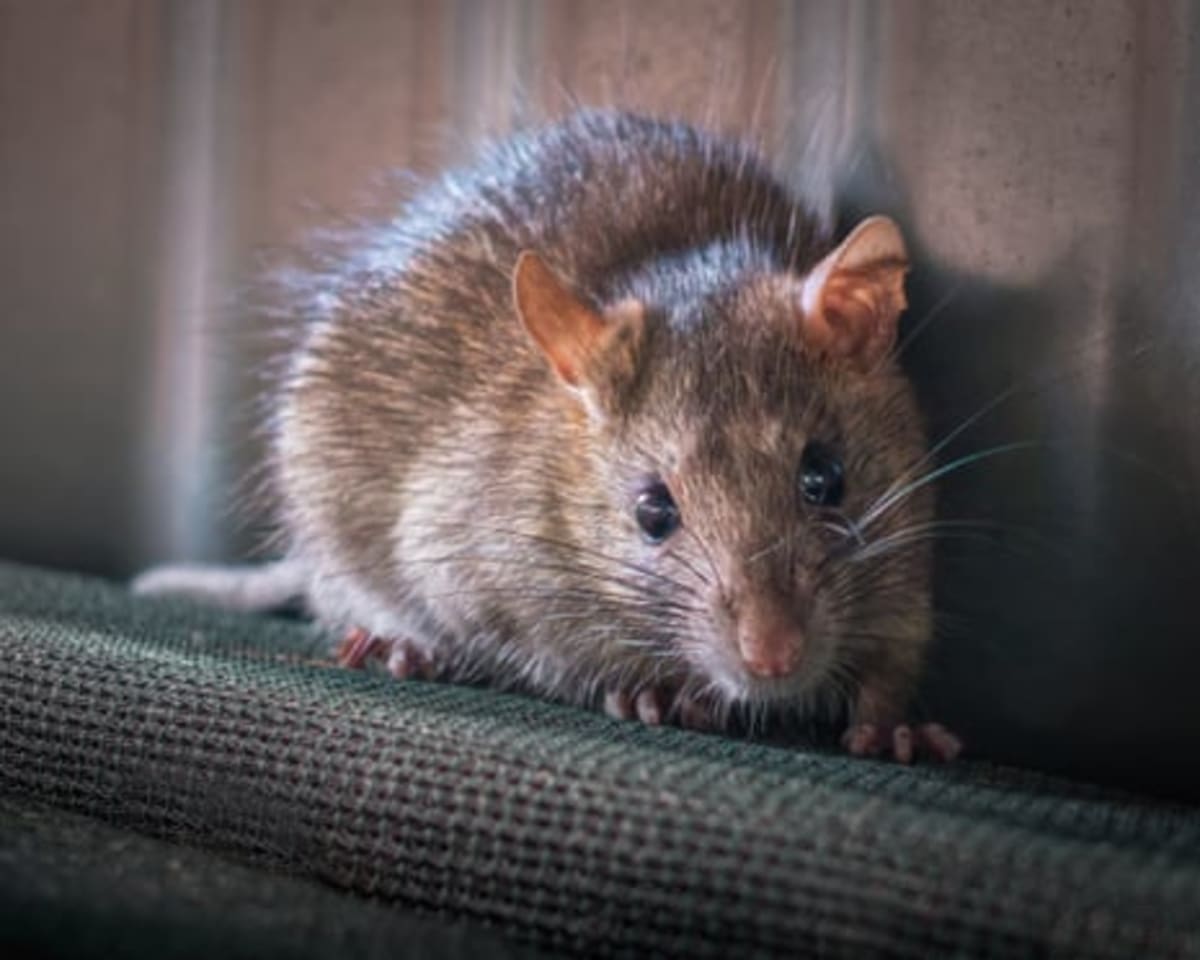 Australia Moves to Ban Toxic Rat Poison From Store Shelves - Image 3