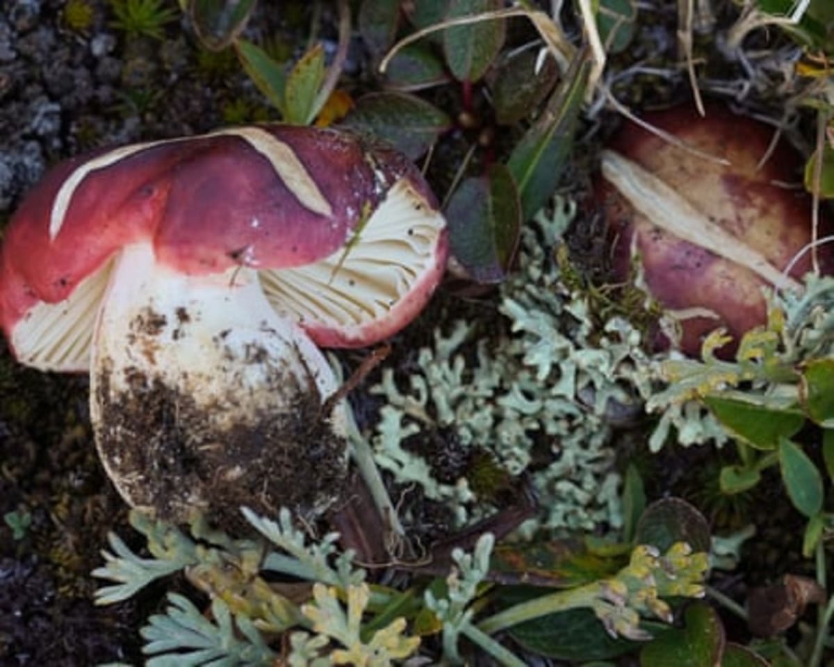 AI Helps Scientists Win Race to Save 100,000 Unknown Plants - Image 5