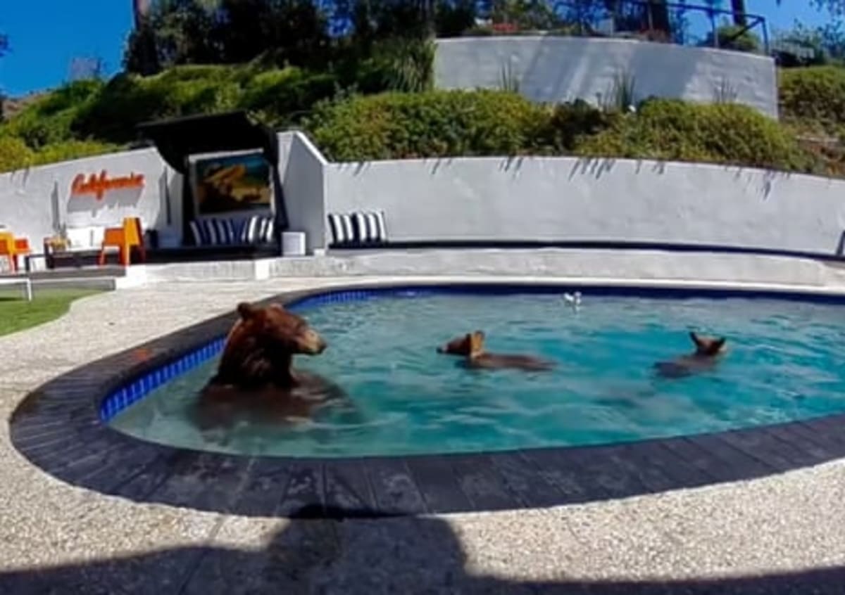 LA Neighbors Learn to Share Backyards With Wild Bears - Image 3