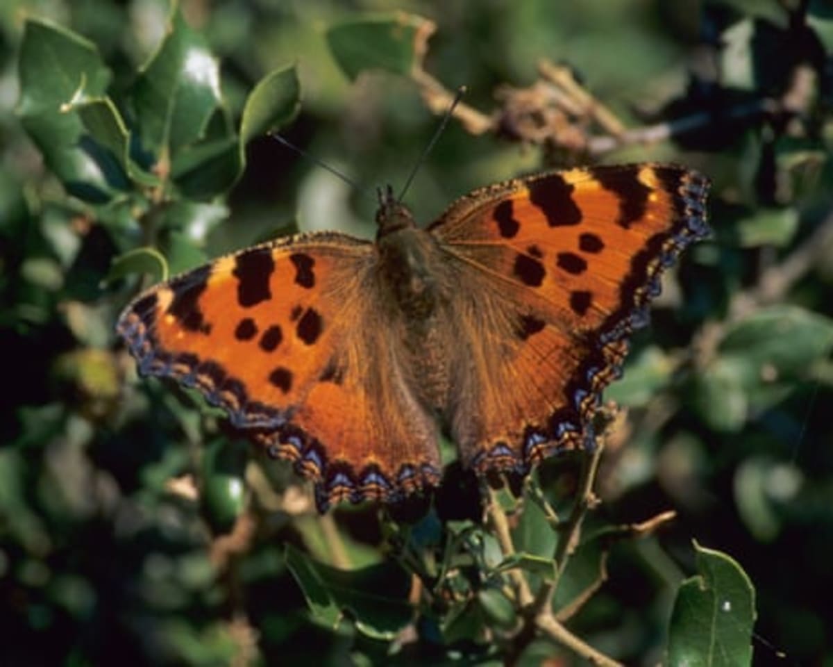Large Tortoiseshell Butterfly Returns to UK After 60 Years - Image 3