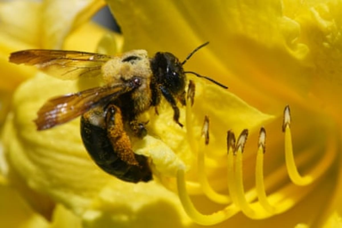 Bees Make Perfect Baby Food From Mixed Pollen Sources - Image 5