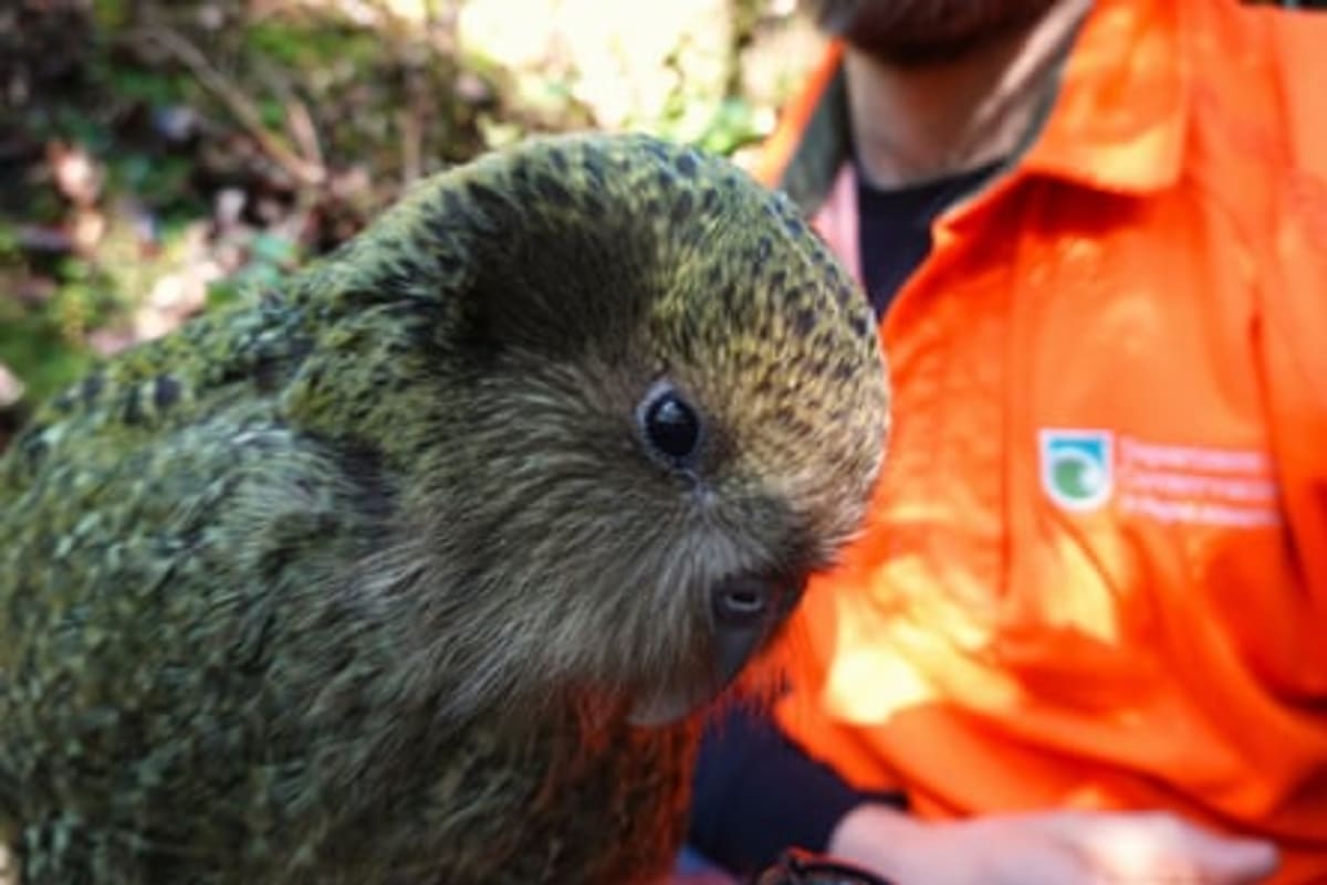 World's Heaviest Parrot Hits 325 After Record Year - Image 5