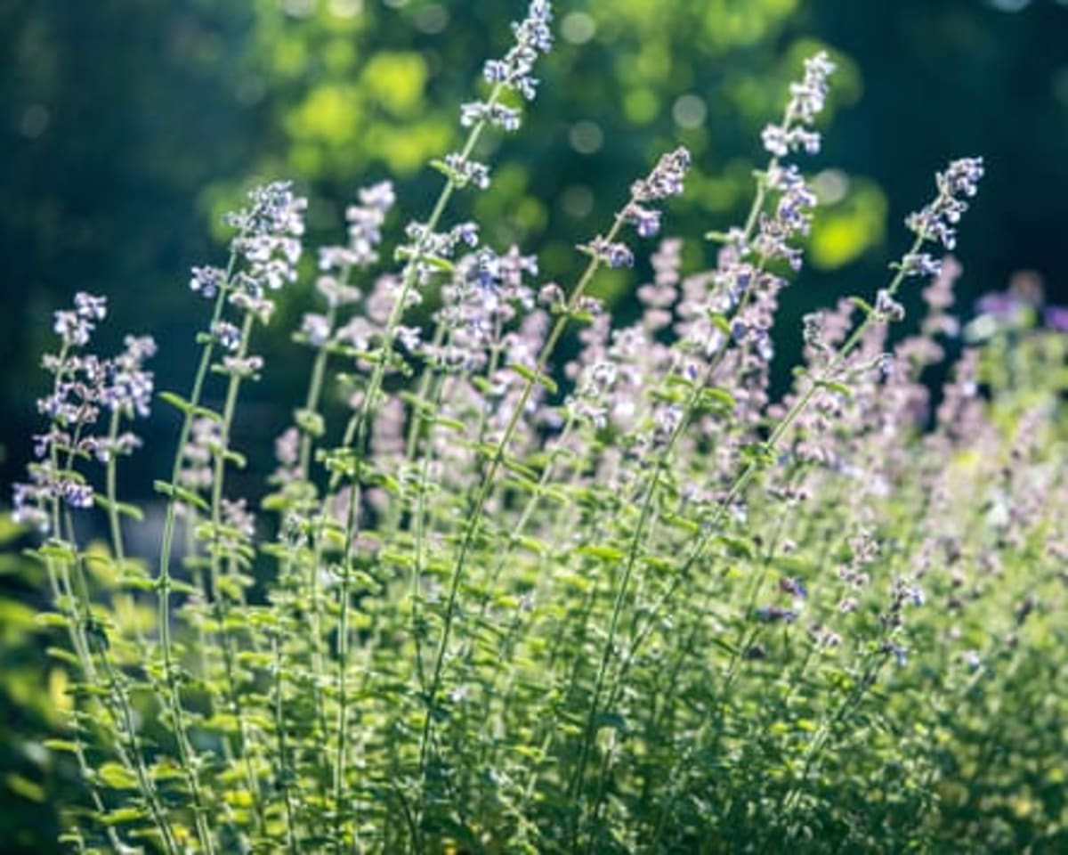 Catnip Lotion Works as Well as Deet Against Mosquitoes - Image 5