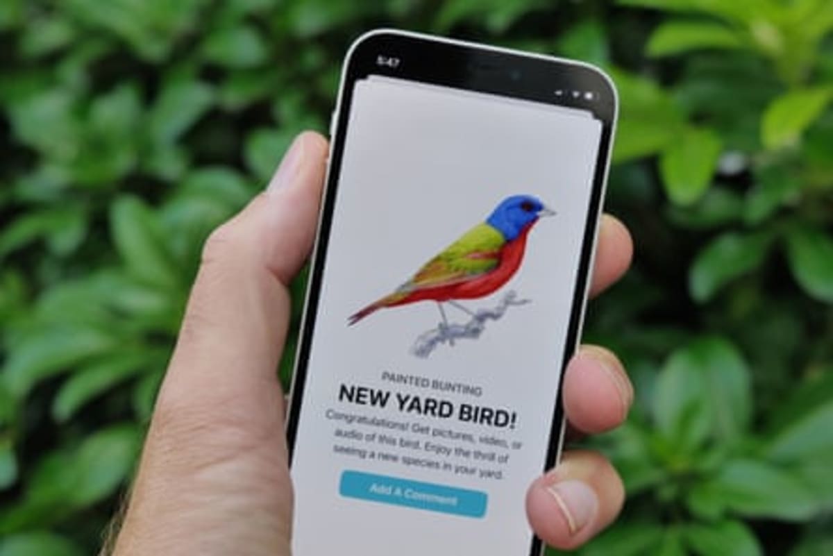 Artist Paints 1,000 Birds for App That Wants You Outside - Image 4