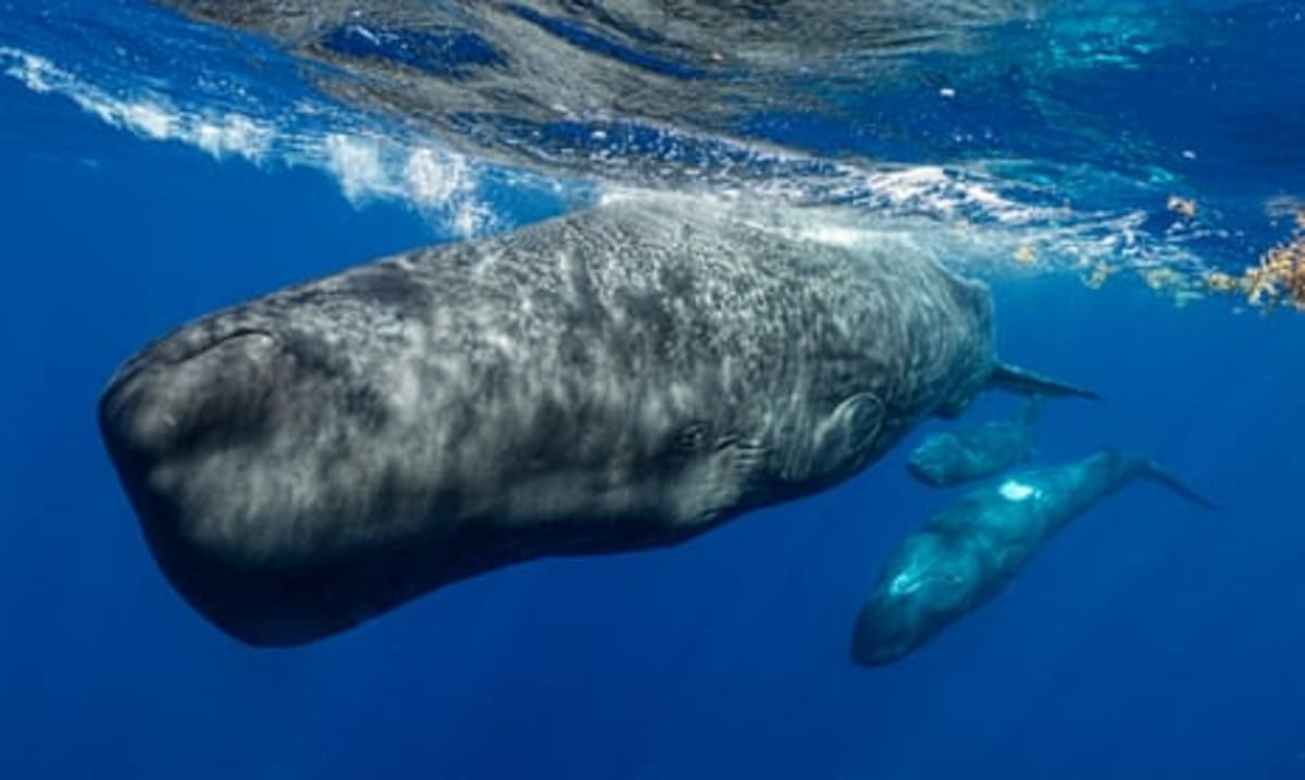 Sperm Whales Change How They Talk When Ships Are Near - Image 3