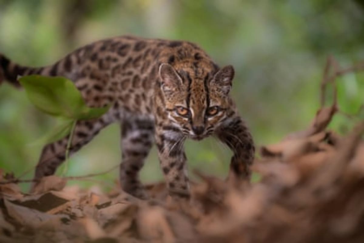 New Wild Cat Species Found in Bolivia After 100+ Years - Image 4