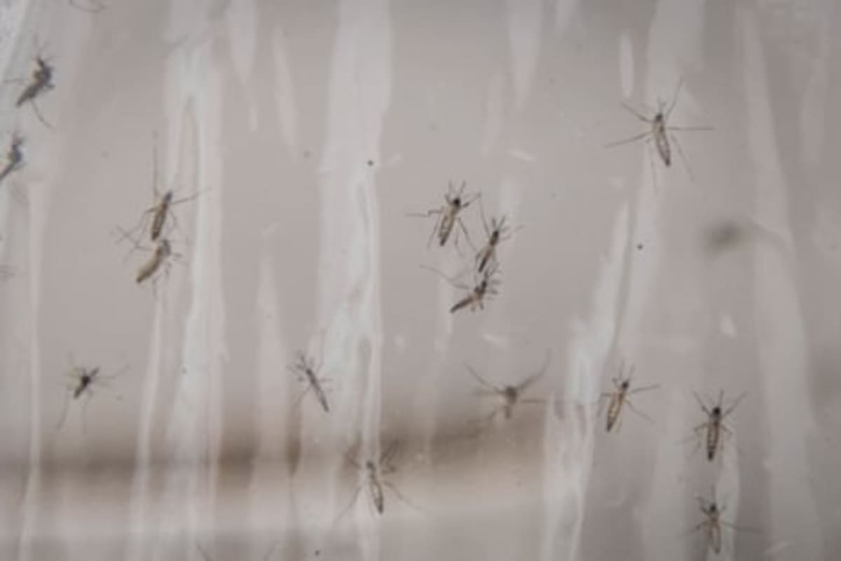 Google to Release 32M Sterile Mosquitoes in US - Image 3