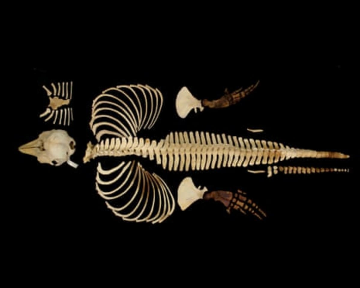 Scientists Digitize World's Rarest Porpoise to Save Species - Image 3