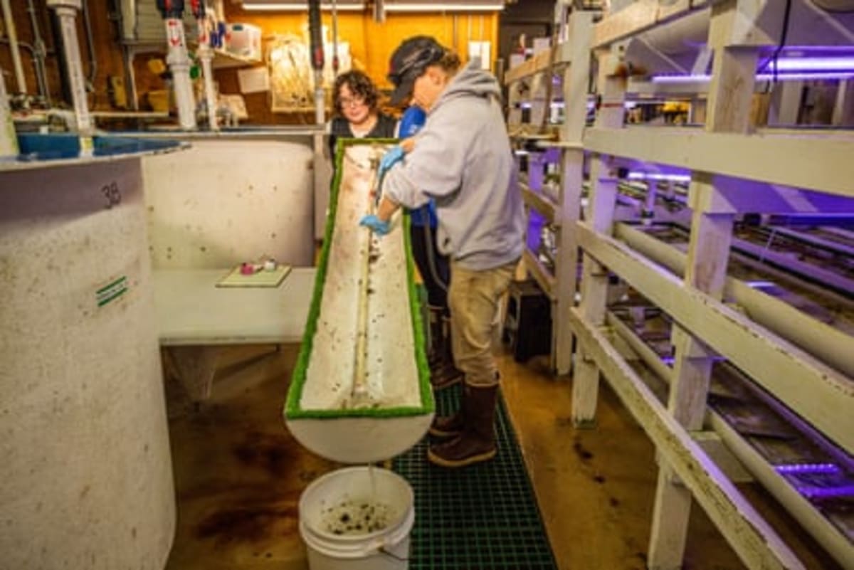 California Lab Releases 20,000 Endangered Sea Snails - Image 5