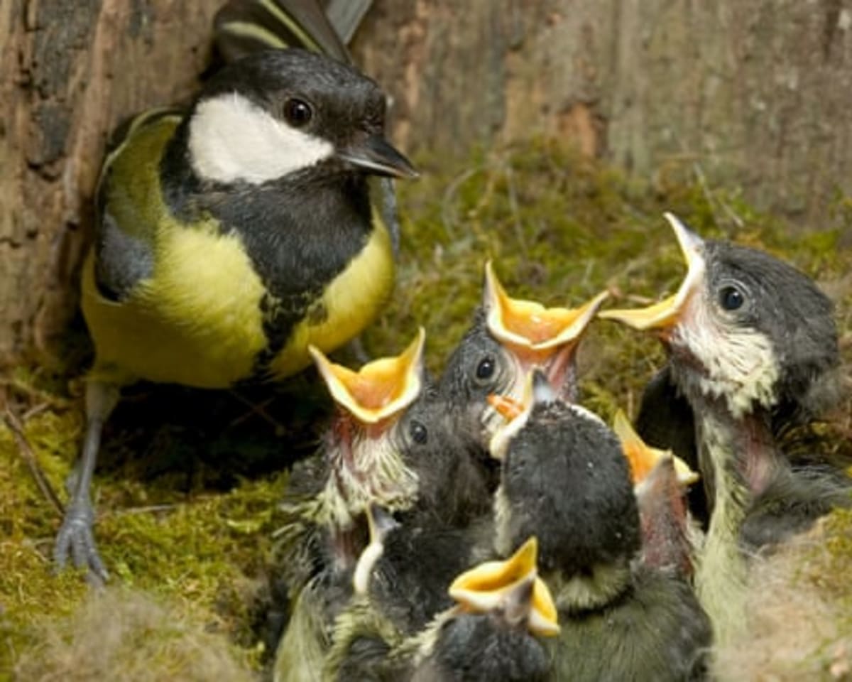 UK Spring Arrives Earlier Than Any Year on Record - Image 3