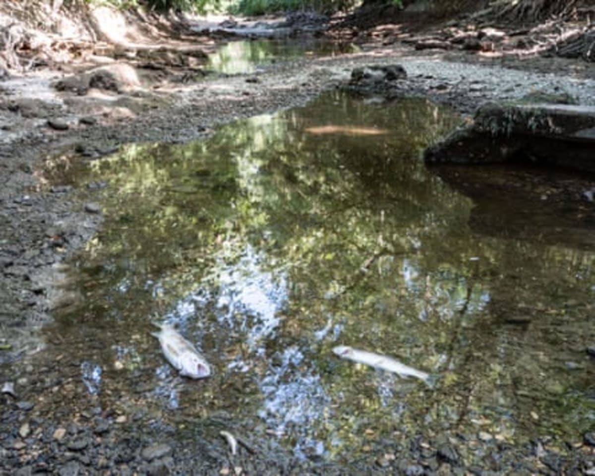 French Volunteers Rescue Thousands of Fish From Dried Rivers - Image 4