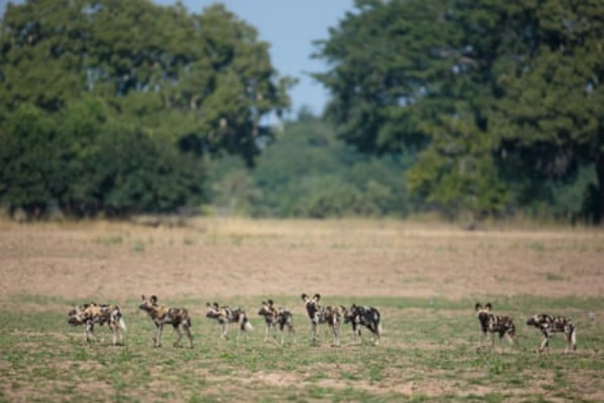 Three Wild Dogs Travel 2,500 Miles Across Africa to Find Home - Image 5