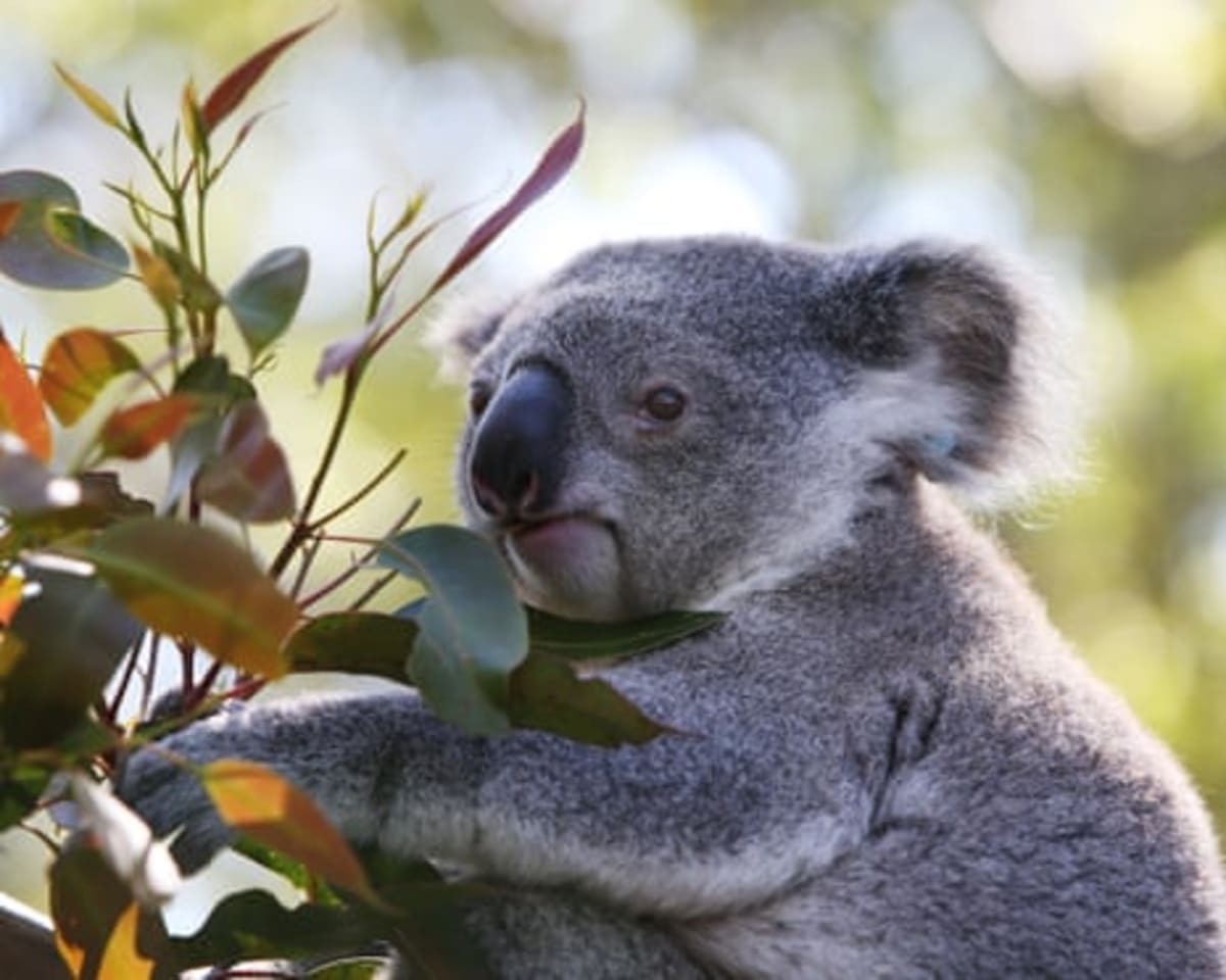 Australia Creates Park to Protect 12,000 Koalas - Image 3