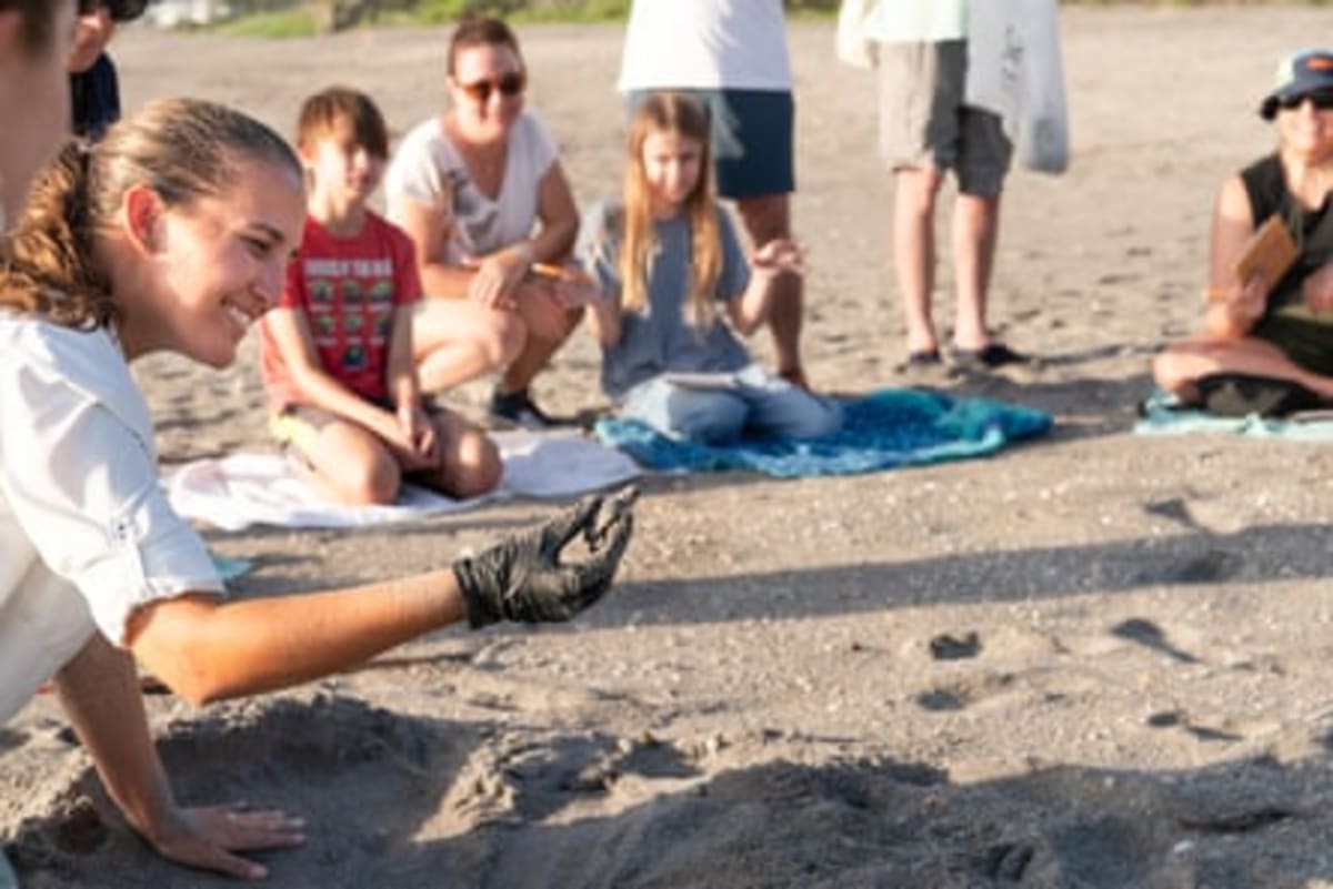 Florida Sea Turtle Nests Shatter Records This Summer - Image 5